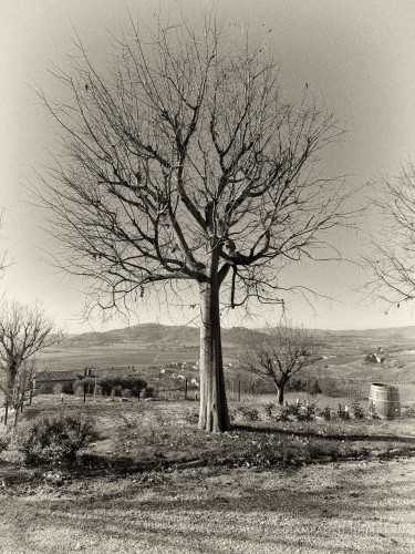 2025-12-14-Albero-6672-Mod-7.jpg