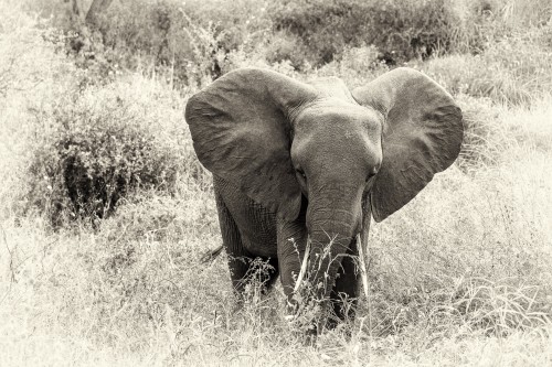 Tanzania26-1227-Mod-3.jpg