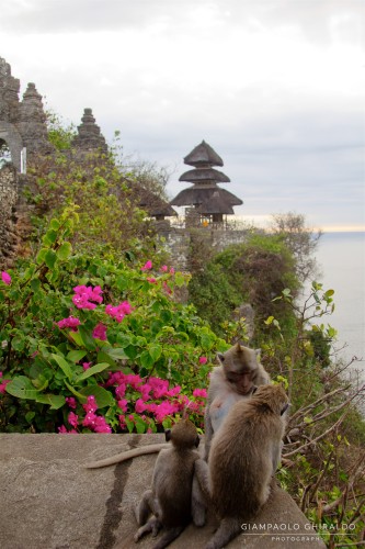 20111002_Bali_.jpg