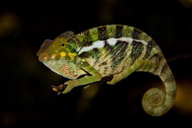 20120806_Madagascar_2913-Migliorato-NR.jpg