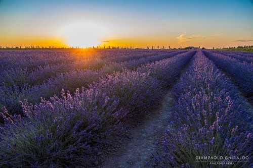 2020-06-20-Porto-Tolle-Lavanda-8677.jpg