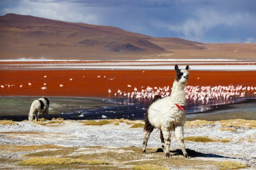 2025-10-15-Cile_Bolivia_2025-1517.jpg