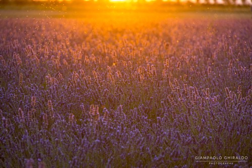 2020_06_20-2020-06-20-Porto-Tolle-Lavanda8685.jpg