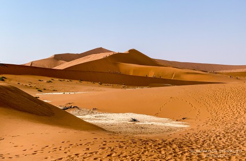 2022-09-15_Namibia_Ant-4704.jpg