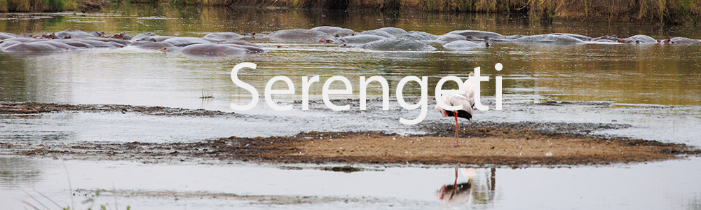 Serengeti
 Hero