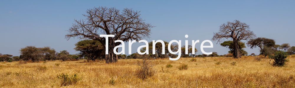 Tarangire
 Hero