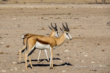 2022-09-21_Namibia_Gia-1409.jpg