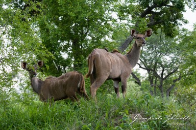 20091206_SudAfrica_8239.jpg