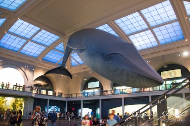 2016-07-29_USA2016-1030.jpg