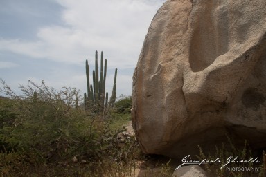 20090400_Aruba_6998.jpg