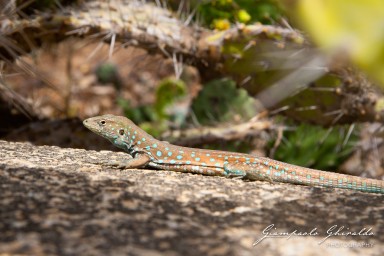 20090400_Aruba_7009.jpg