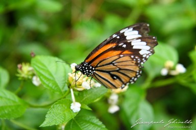 20060700_Thai_4027.jpg
