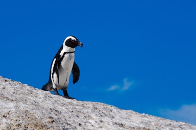 20091206_SudAfrica_8093-446.jpg