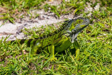 2018-08-27_Florida-5518-Migliorato-NR.jpg
