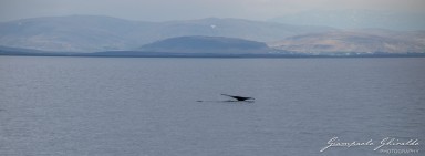 2019-05-18---Islanda-6296.jpg