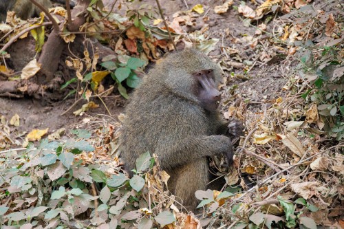 Tanzania26-8748.jpg