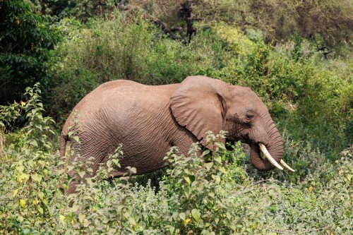 Tanzania26-8794.jpg