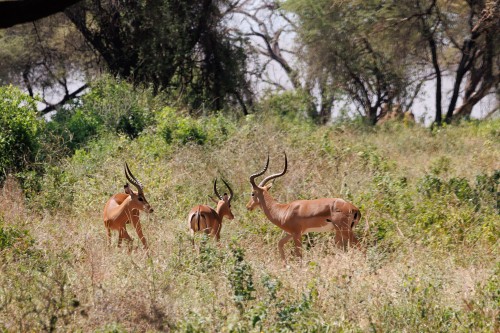 Tanzania26-8972-702-Mod.jpg