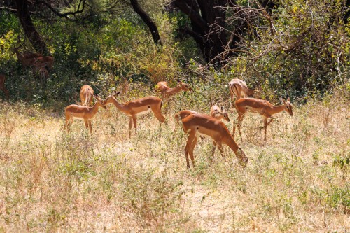 Tanzania26-8982.jpg