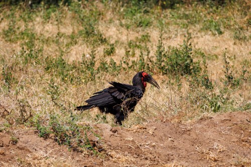 Tanzania26-9018.jpg