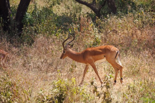 Tanzania26-9027.jpg