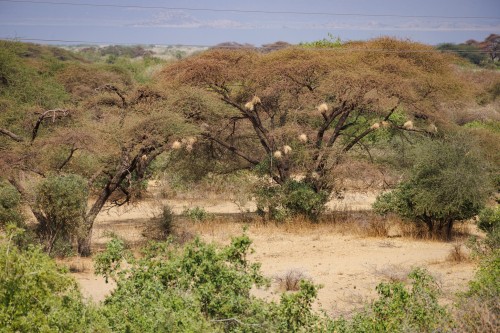 Tanzania26-0745.jpg