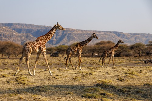 Tanzania26-0952.jpg