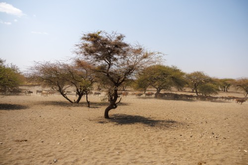 Tanzania26-1050.jpg