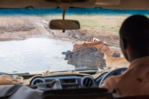 Tanzania26-0714.jpg