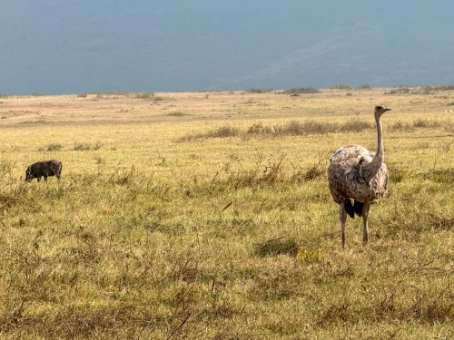 Tanzania26-5049.jpg