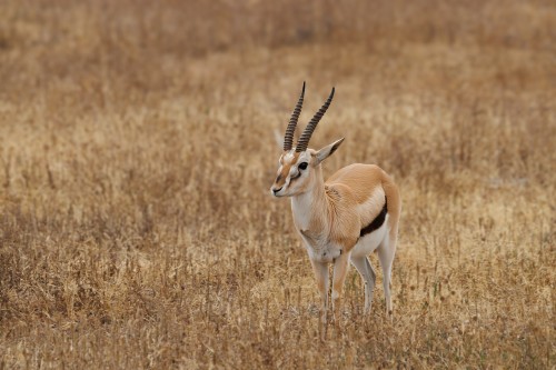 Tanzania26-9145-704.jpg