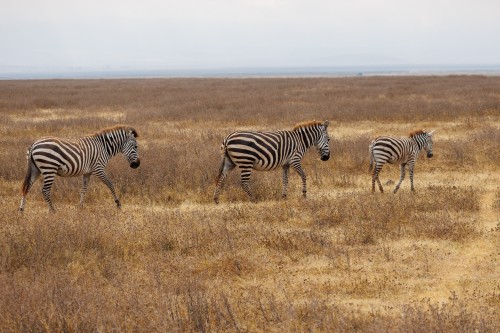 Tanzania26-9167.jpg
