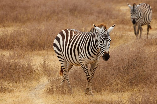 Tanzania26-9189-707.jpg