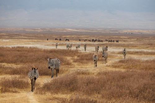 Tanzania26-9196.jpg