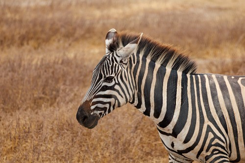 Tanzania26-9201-709.jpg