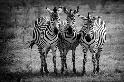 Tanzania26-9267-717-Mod.jpg