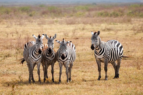 Tanzania26-9267-717.jpg