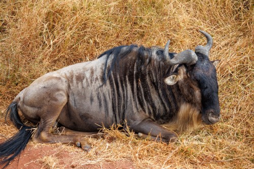 Tanzania26-9276.jpg