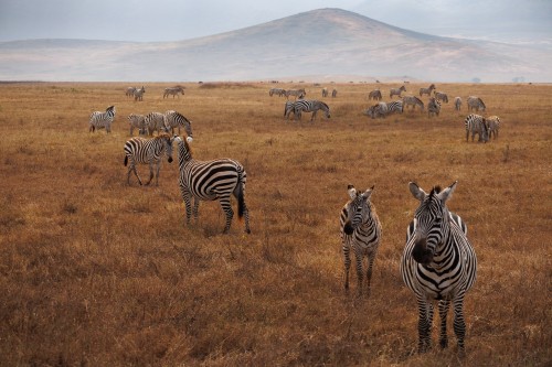 Tanzania26-9291.jpg
