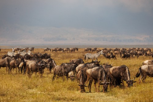 Tanzania26-9297.jpg