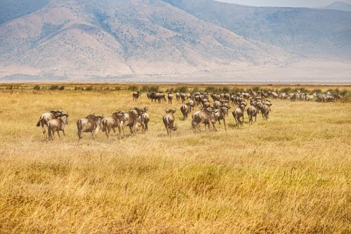 Tanzania26-9308.jpg