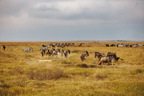 Tanzania26-9313.jpg
