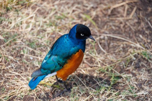 Tanzania26-9407.jpg