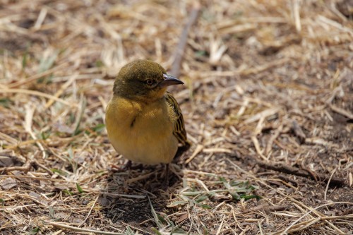 Tanzania26-9422.jpg