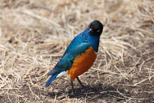 Tanzania26-9431.jpg