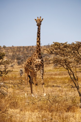 Tanzania26-9465.jpg