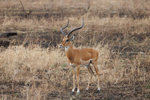 Tanzania26-0042-725.jpg