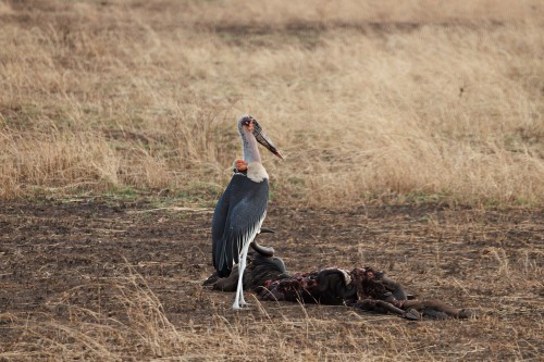 Tanzania26-0046-726.jpg