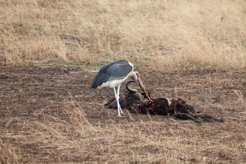 Tanzania26-0051-727.jpg