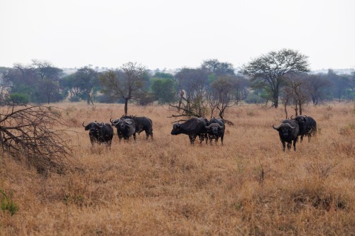 Tanzania26-0059.jpg